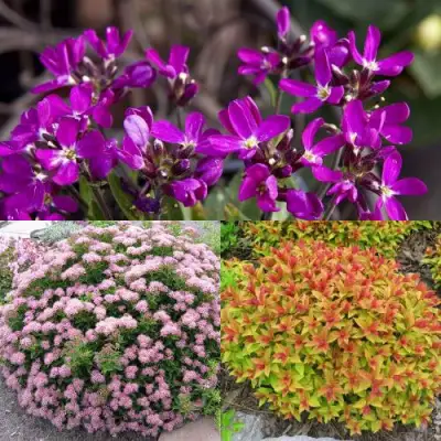 Комплект ЯПОНСКИЙ САД в Мозыре