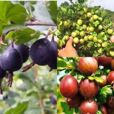 Комплект КРЫЖОВНИК MIX в Мозыре