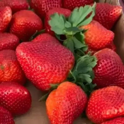 Клубника МОНТЕРЕЙ ремонтантная в Мозыре