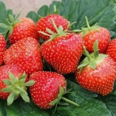 Клубника ЭЛЬСАНТА в Мозыре