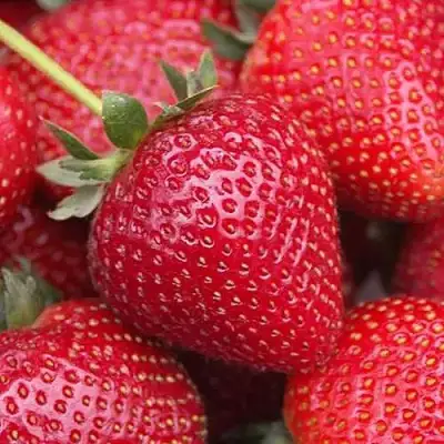 Клубника СЕЛЬВА ремонтантная в Мозыре