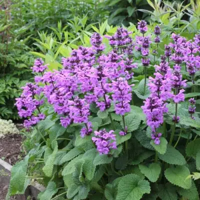 Буквица крупноцветковая в Мозыре