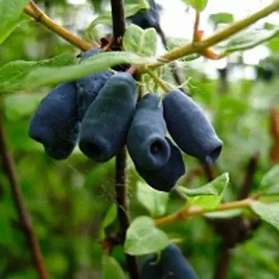 Жимолость съедобная ВОЛХОВА в Мозыре