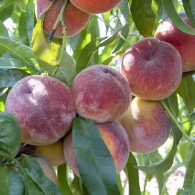 Персик ЗАРМЕНЮ в Мозыре