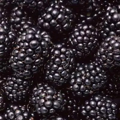 Ежевика ОРКАН бесшипная  в Мозыре