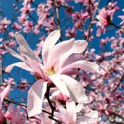 Магнолия РОЗЕЯ в Мозыре