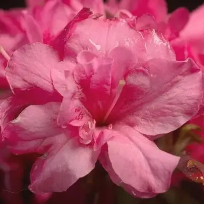 Азалия РОКОКО японская в Мозыре