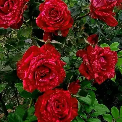 Роза РЕД ИНТУИШН чайно-гибридная в Мозыре