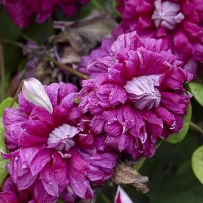 Клематис ПУРПУРЕА ПЛЕНА ЭЛЕГАНС в Мозыре