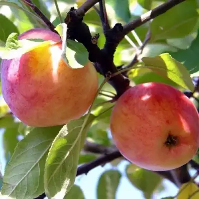 Яблоня АБРИКОСОВАЯ в Мозыре