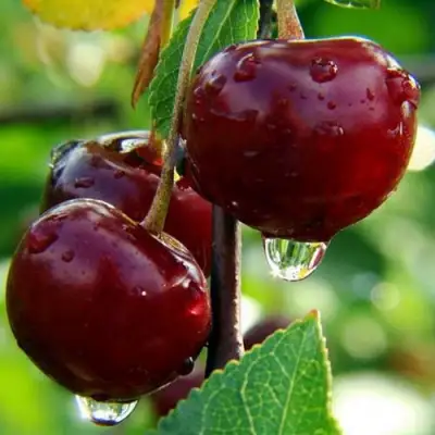 Вишня ЛАСУХА в Мозыре