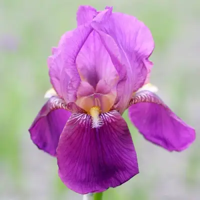 Ирис ИМПЕРАТОР бородатый в Мозыре