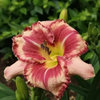 Лилейник АУТСТАНДИНГ гибридный в Мозыре