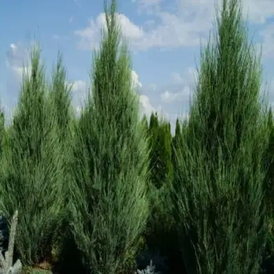 Можжевельник СКАЙРОКЕТ  скальный в Мозыре