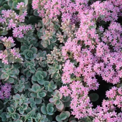 Очиток (седум) САНСПАРКЛЕР ЛАЙМ ЗИНГЕР в Мозыре