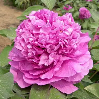 Пион ОРНАМЕНТ древовидный в Мозыре