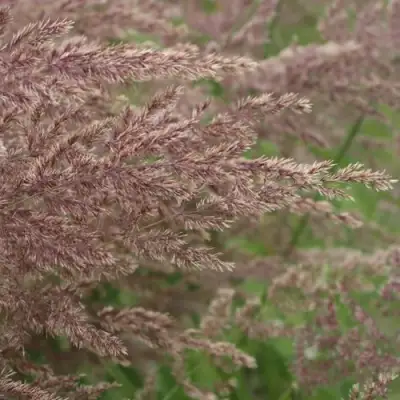 Вейник КАРЛ ФОРСТЕР остроцветковый в Мозыре