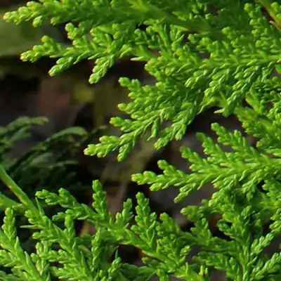 Туя восточная в Мозыре