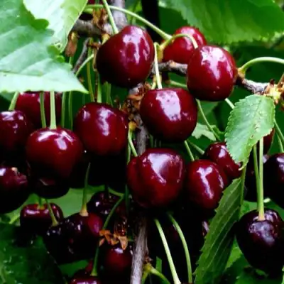 Черешня РЕВНА в Мозыре