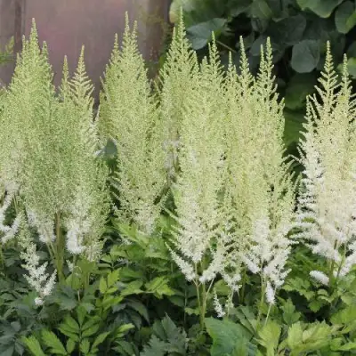 Астильба ДИАМАНТ Арендса в Мозыре