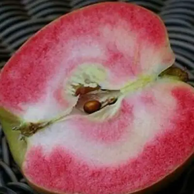 Яблоня ПИНК ПЕРЛ в Мозыре