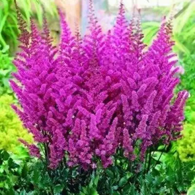 Астильба ПЕПЛ РЕЙН гибридная в Мозыре