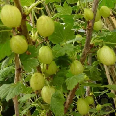 Крыжовник ИНВИКТА в Мозыре