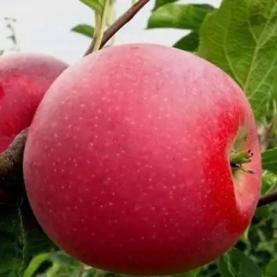 Яблоня АЙДАРЕД в Мозыре