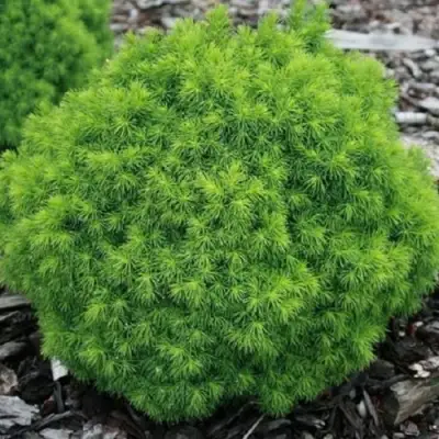 Ель АЛЬБЕРТА ГЛОБ сизая в Мозыре