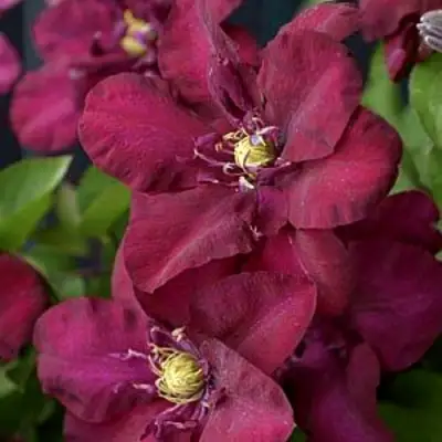 Клематис ЯН III СОБЕСКИ в Мозыре