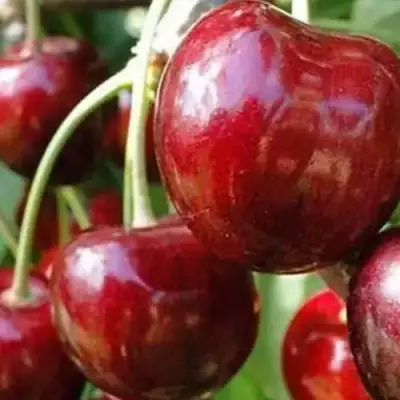 Черешня ВАСИЛИСА в Мозыре