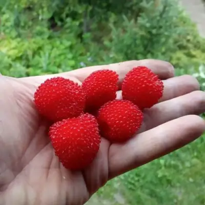 Малина ТИБЕТСКАЯ (РОЗОЛИСТНАЯ) в Мозыре