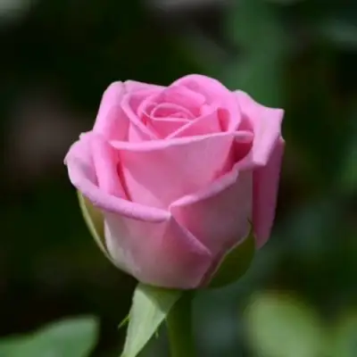 Роза АКВА чайно-гибридная в Мозыре