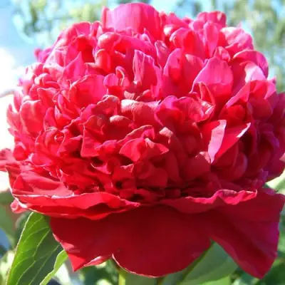 Пион ИНСПЕКТОР ЛАВЕРН травянистый в Мозыре