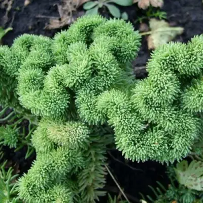 Очиток (седум) КРИСТАТУМ отогнутый в Мозыре