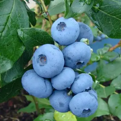 Голубика ТОРО в Мозыре