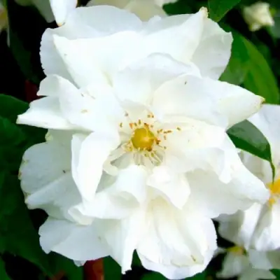 Жасмин РОЗАЦЕ в Мозыре