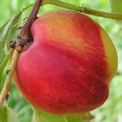 Нектарин СТАРК РЕД ГОЛД в Мозыре