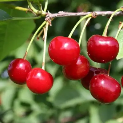 Вишня ЗАРАНКА в Мозыре