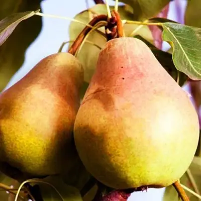 Груша СЛАДКАЯ ИЗ МЛИЕВА в Мозыре