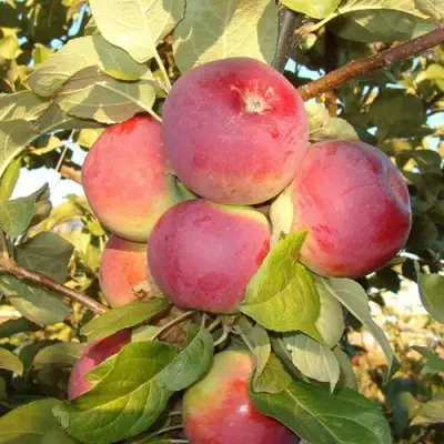 Яблоня ОРЛИК в Мозыре