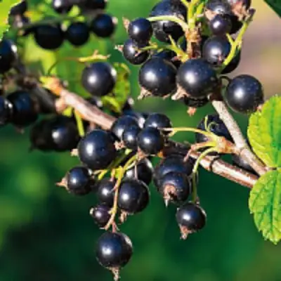 Смородина чёрная ЦЕРЕРА в Мозыре