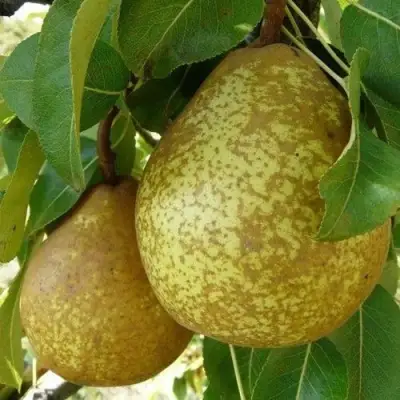 Груша ГЕНЕРАЛ ЛЕКЛЕРК в Мозыре