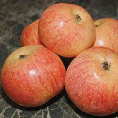 Яблоня КОНФЕТНОЕ в Мозыре