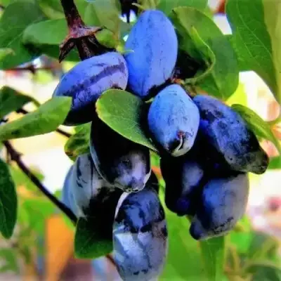 Жимолость съедобная БЛУ ТРЕЖЭ (ГОЛУБОЕ СОКРОВИЩЕ) в Мозыре
