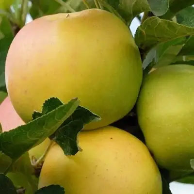 Яблоня БАНАНОВОЕ в Мозыре