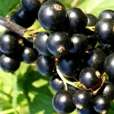 Смородина чёрная ДЕЛИКАТЕСНАЯ в Мозыре