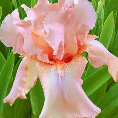 Ирис ПАТИ ДРЕСС бородатый в Мозыре