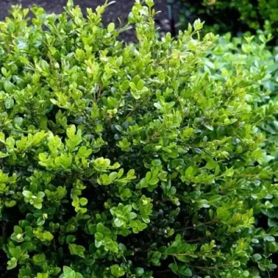 Самшит ФОЛКНЕР в Мозыре