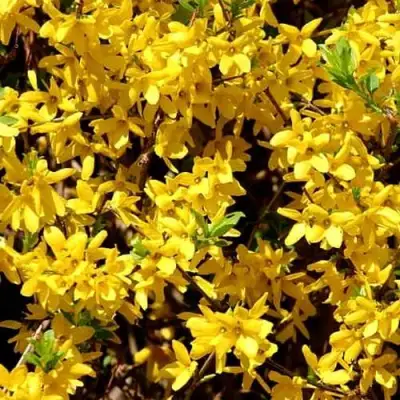 Форзиция ЛЕДНОГОРА промежуточная в Мозыре